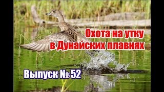 Охота на утку в Дунайских плавнях, выпуск №52 (UKR)