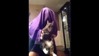 T-pak Harlem Shake