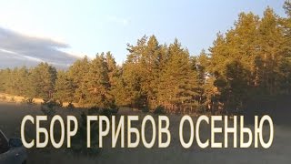 Как найти грибы в лесу.Сбор грибов осенью.Секреты грибника.Гриб серушка.Очень много грибов