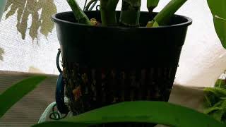 Catasetum Orchid (FDK After Dark 'SO Black Pearl') FCC/AOS