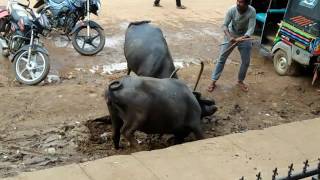 Amazing desi buffalo fight
