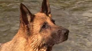 Deutscher Schäferhund Treues Wesen