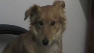 My dog can talk!