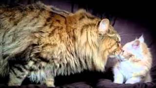 Самые толстые коты \ fat cats