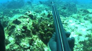 HKD 10 "Hypnotized" Spearfishing Hawaii