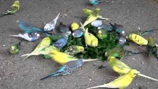 Budgies attack on Dandelion