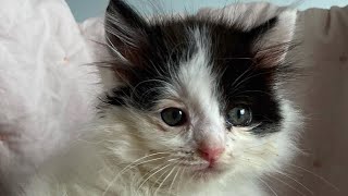 Cat that shakes nonstop due to birth defect finds forever home