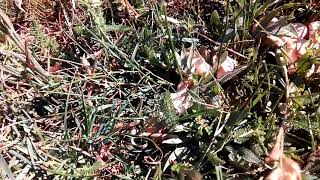 Marasmius oreades o senderuelas 23 de junio 2019