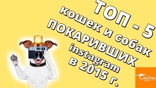 Звёзды Instagram 2015:  коты и собаки!