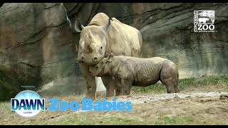 Zoo Babies 2021 Presented by Dawn - Cincinnati Zoo