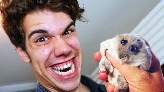 MATEI UM HAMSTER