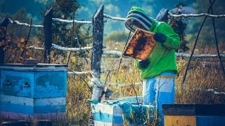 Беседы на пасеке — лёгкие итоги 2016 года