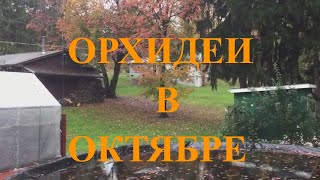 Обзор орхидей в октябре, орхидеи в теплице, цветоносы на орхидеях, новый грунт для орхидей, полив.