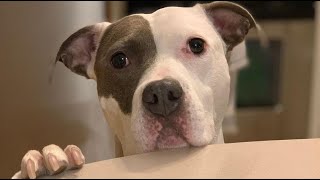 Roxie was dumped after breeding. Then she discovers human love.