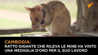 Cambogia, ratto gigante che rileva le mine ha vinto una medaglia d’oro per il suo lavoro