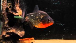Playing with danny my purple sanchezi piranha