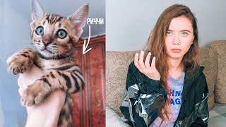 Я ВЗЯЛА БОЛЬНОГО БЕНГАЛЬСКОГО КОТЕНКА ?