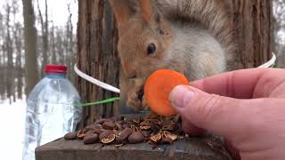 Старый знакомый. Белка с Оторванным Ухом / An old acquaintance. A Squirrel with Severed Ear