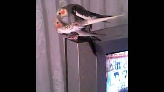 Корелла Попугайское XXX parrot cockatiel porn.