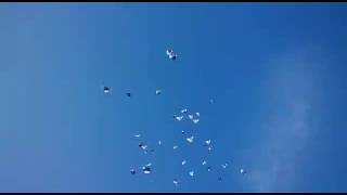 16.02.18. Николаевские Голуби Чуманова Валерия.