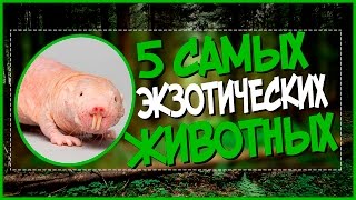 5 САМЫХ ЭКЗОТИЧЕСКИХ ЖИВОТНЫХ - А ТЫ ВСЕХ ЗНАЕШЬ?