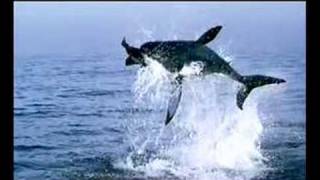 GREAT WHITE SHARK JUMPS 25 FEET OVER THE SEA