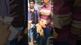 Pet market in Faisalabad 2018