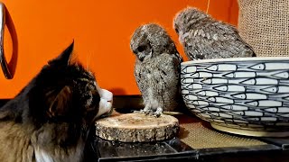 Кот Мурлок отбирает у совят гусениц. Как конфетку у ребёнка!