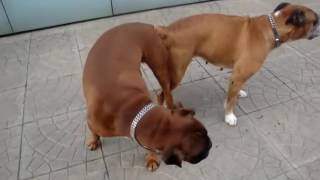 PAIRING OF TWO DOGS BOXER