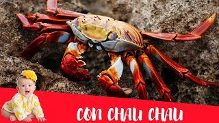 Dạy bé học nói con vật tiếng Việt | Con cua