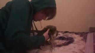 1 boy 2 kittens Original Video.