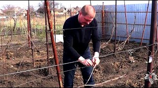Подвязка и обработка винограда. Виноград 2017.