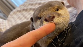 帰宅した飼い主を全力で出迎えた後飼い主を枕として使うカワウソ otter uses its owner as a pillow after welcoming him into its home.