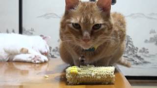 とうもろこしを食べる茶とら　 Cat and corn