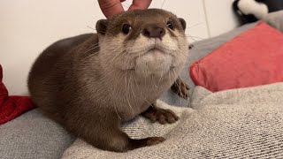 カワウソさくら カワウソと猫のかくれんぼ！ Hide and seek with otter and cat