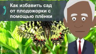 Как избавить сад от плодожорки с помощью плёнки