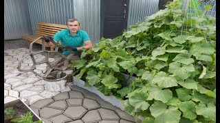 КАК СДЕЛАТЬ ФИГУРНЫЕ ДОРОЖКИ СВОИМИ РУКАМИ  МОЯ ДАЧА
