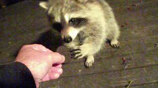 Raccoons  15 Sept 17  Friday