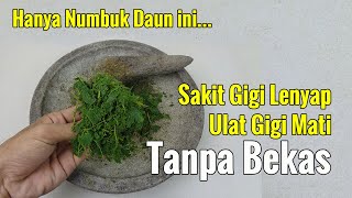 TAK PERLU OBAT INI ITU... CUKUP PAKAI INI SAKIT GIGI SEMBUH TANPA OBAT