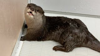 お風呂場で飼い主はまだかと待ち侘びるカワウソ otter waits for its owner in the bathroom.