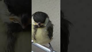 bird in the house