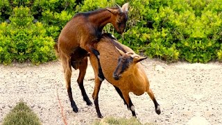 Приколы! Как осел козу катал