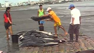 PESCA TIBURONES, TARQUI-MANTA