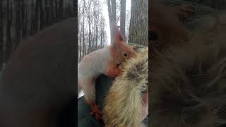 Ушастик и воротник. Продолжение / Ushastik and collar. Continuation