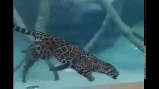 Приколы про животных Невозможное ягуар плывёт под водой