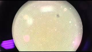 Sheep semen Assessment