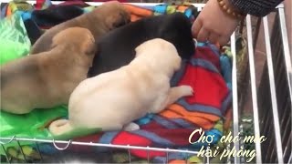 Thăm quan chợ hàng hải phòng chợ chó mèo lớn nhất miền Bắc p1