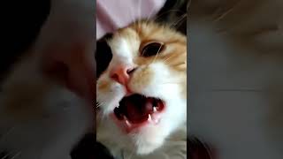 киска малышка шустрит. трехцветная редкий зверек кошка Мура