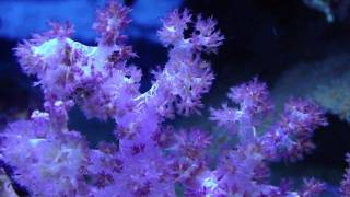 Pieter's Deep in the blue