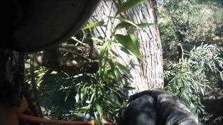 Willow tree squallor